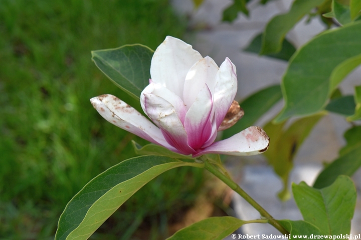 Magnolia pośrednia 'Alexandrina'