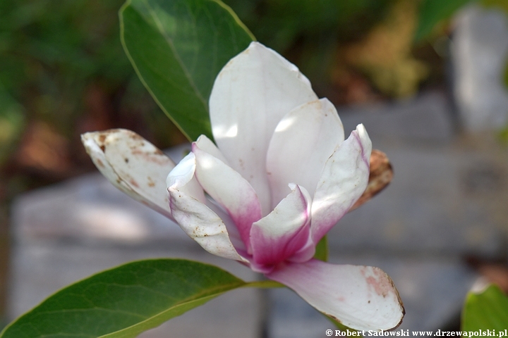 Magnolia pośrednia 'Alexandrina'
