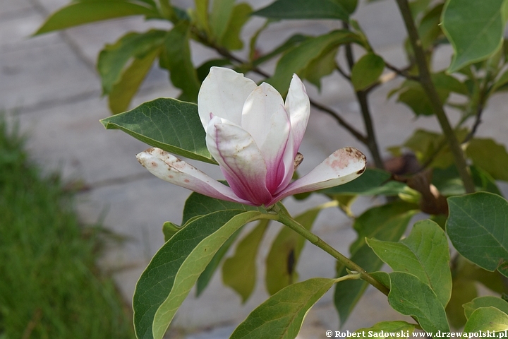 Magnolia pośrednia 'Alexandrina'