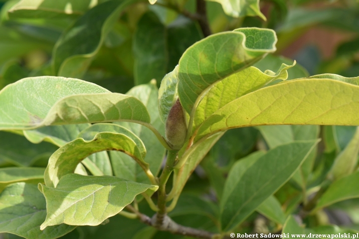 Magnolia pośrednia 'Alexandrina'