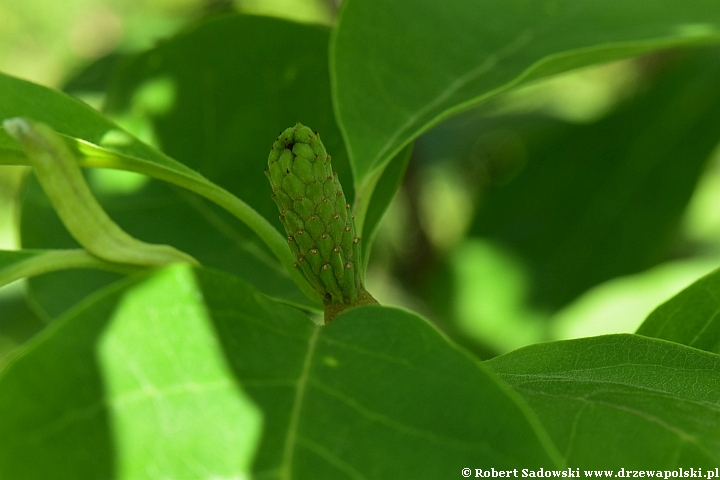 Powstaje owoc magnolii