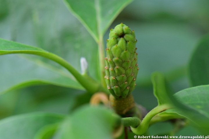 Powstaje owoc magnolii