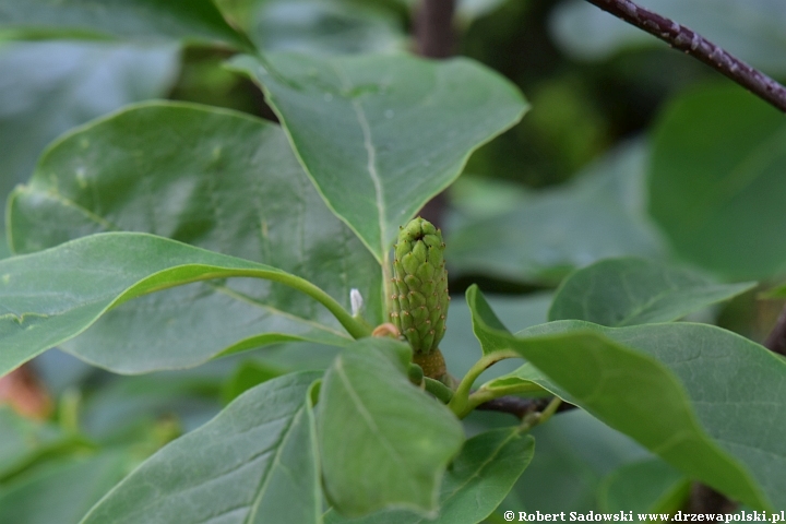 Powstaje owoc magnolii