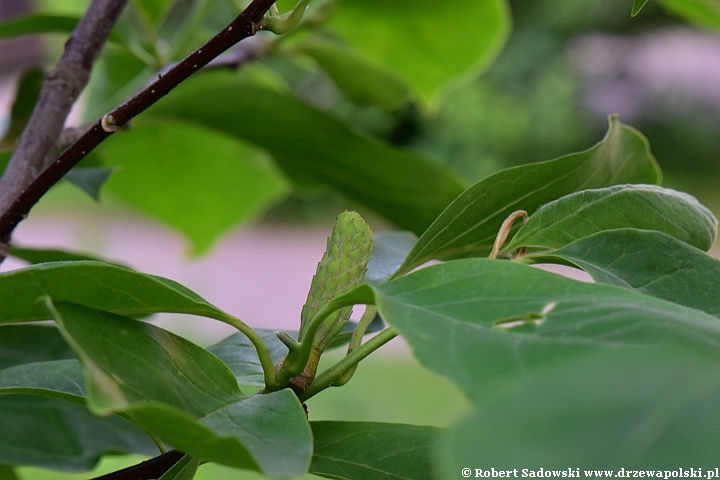 Powstaje owoc magnolii