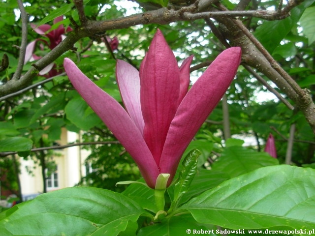 Magnolia purpurowa kwiat