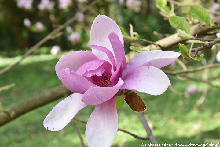 Magnolie wiosny