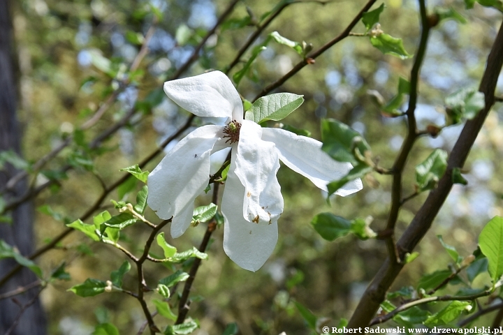 Magnolie wiosny