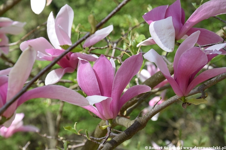 Magnolie wiosny