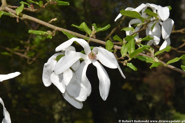 Magnolie wiosny