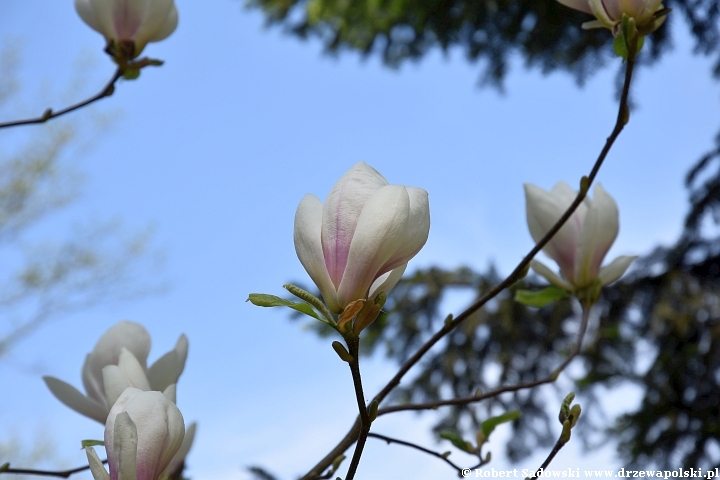 Magnolie wiosny