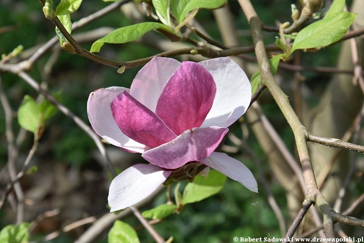 Magnolie wiosny