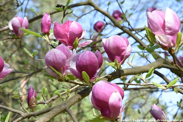 Magnolie wiosny