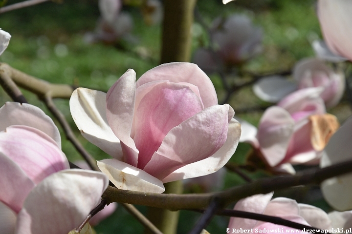 Magnolie wiosny