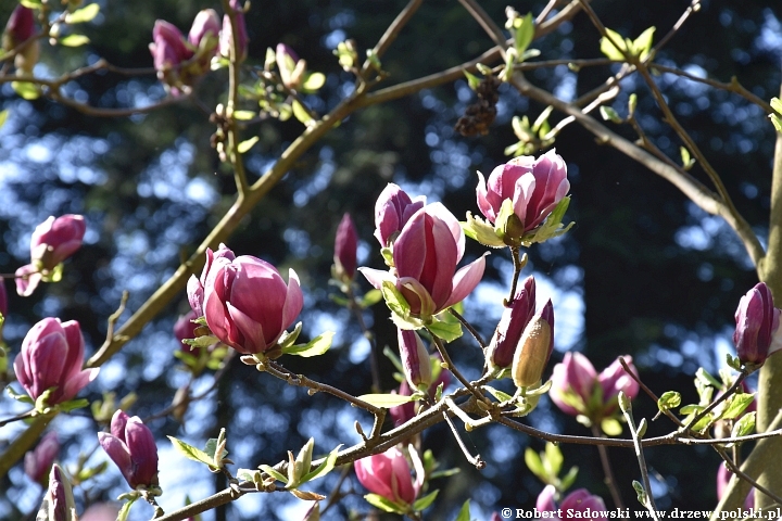 Magnolie wiosny