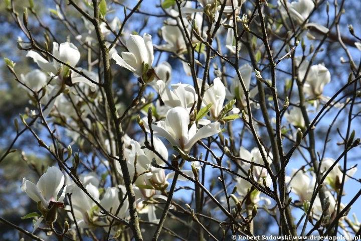 Magnolie wiosny