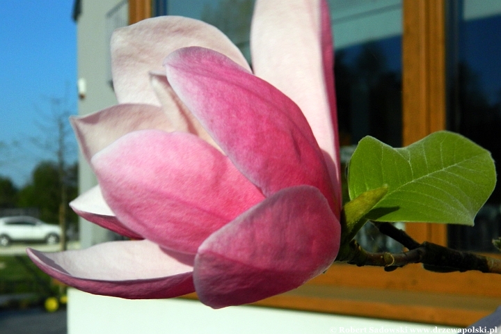 Magnolia 'Rose Marie'