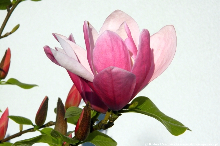 Magnolia 'Rose Marie'