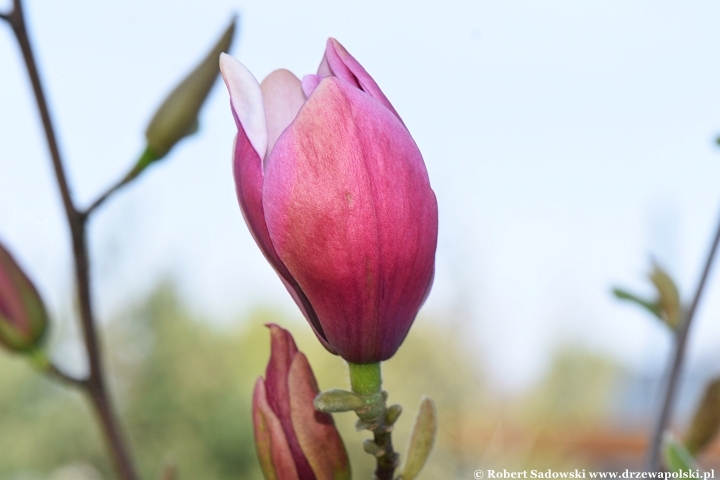 Magnolia 'Rose Marie'