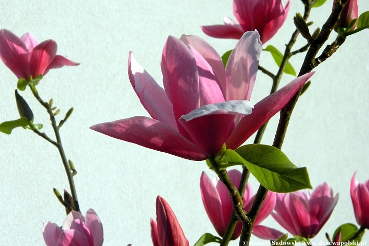 Magnolia 'Rose Marie'