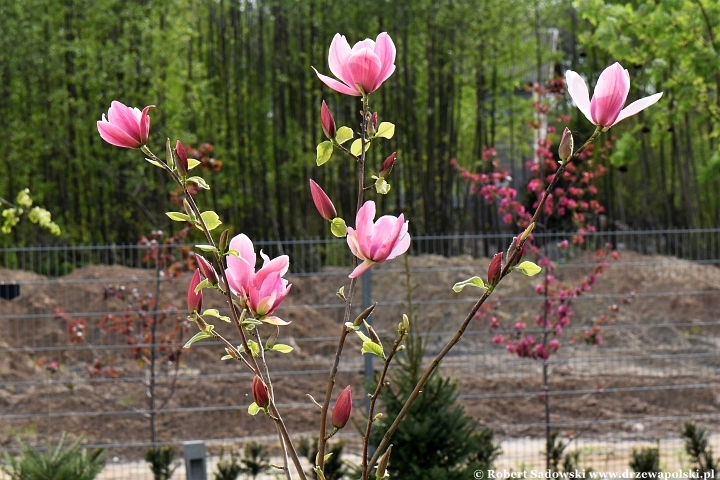 Magnolia 'Rose Marie'