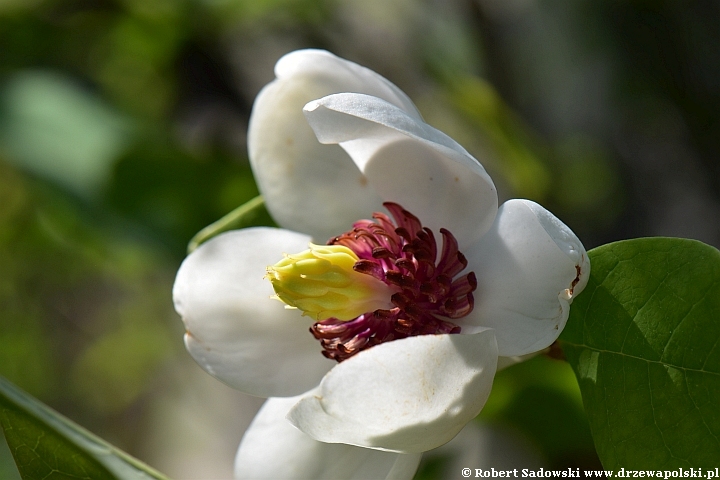 Magnolia Siebolda