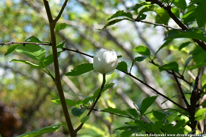 Magnolia Siebolda