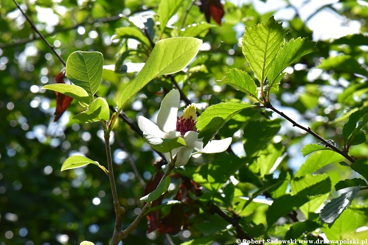 Magnolia Siebolda