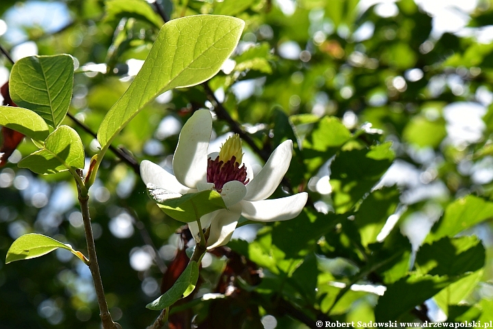 Magnolia Siebolda