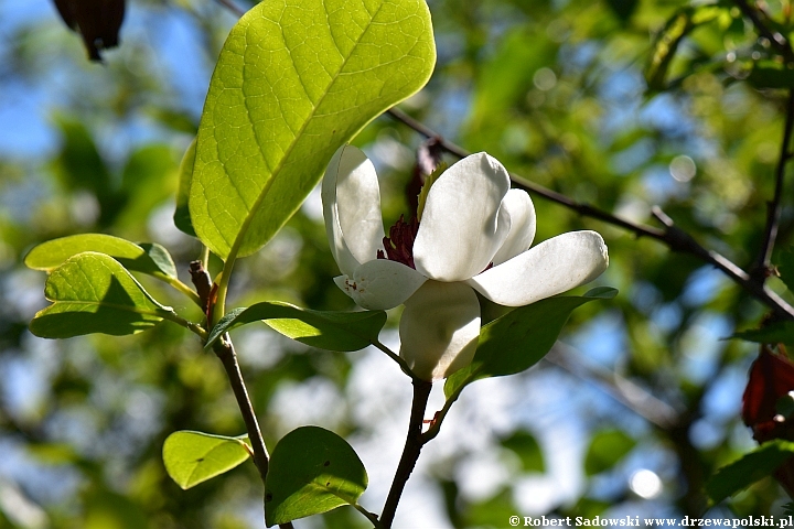 Magnolia Siebolda