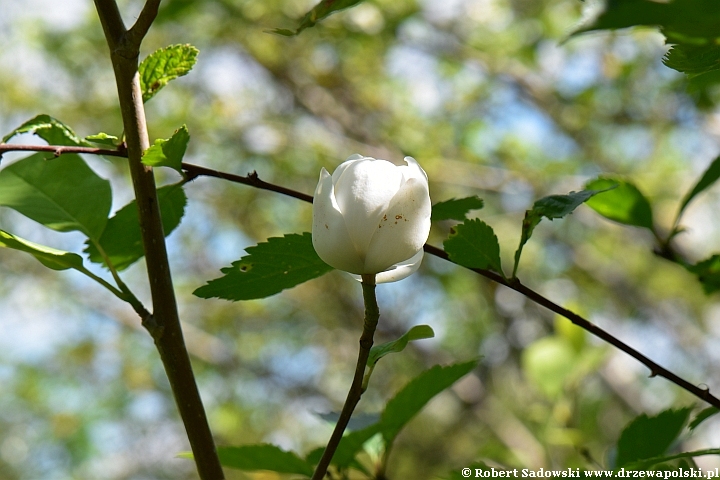 Magnolia Siebolda