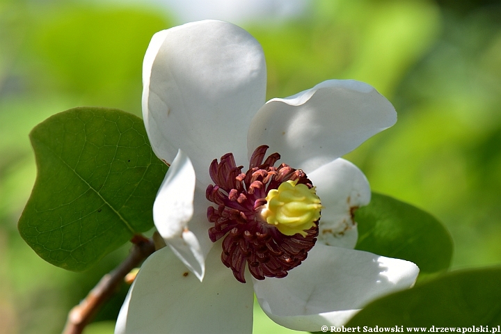 Magnolia Siebolda