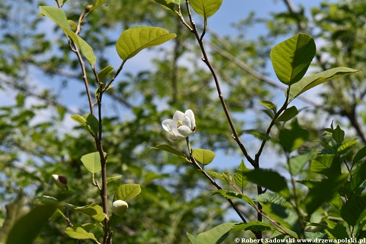 Magnolia Siebolda - kwiaty