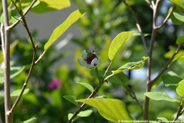 Magnolia Siebolda - kwiaty