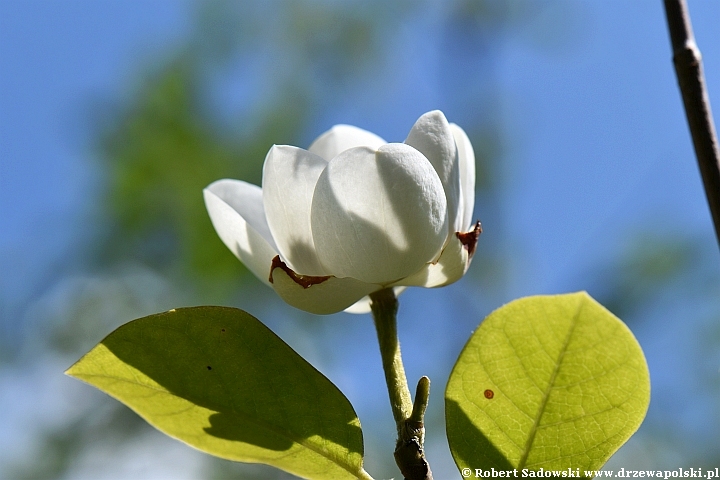 Magnolia Siebolda - kwiaty