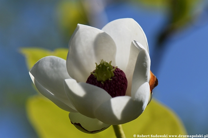 Magnolia Siebolda - kwiaty
