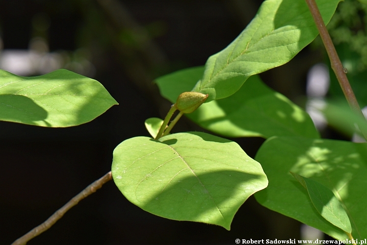 Magnolia Siebolda - kwiaty