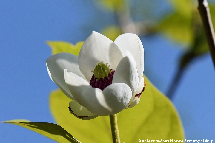 Magnolia Siebolda - kwiaty