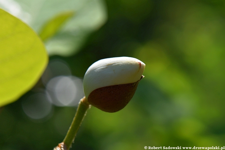 Magnolia Siebolda - kwiaty