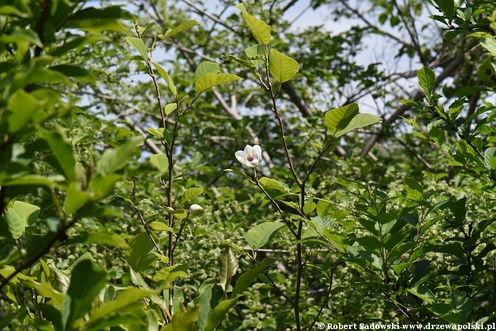 Magnolia Siebolda - kwiaty