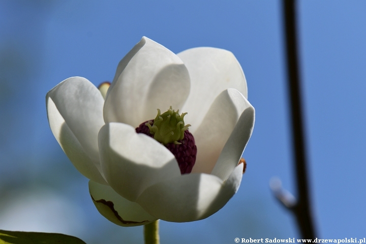 Magnolia Siebolda - kwiaty