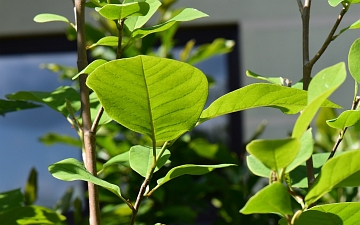 Magnolia Siebolda gałązka