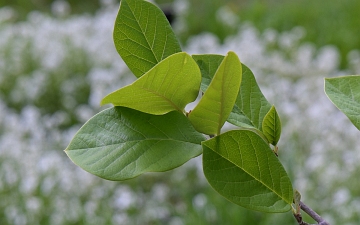 Magnolia Siebolda gałązka