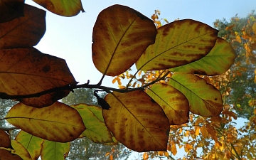 Magnolia Siebolda gałązka jesienią