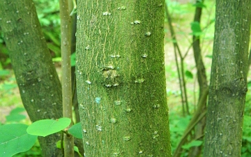 Magnolia Siebolda kora