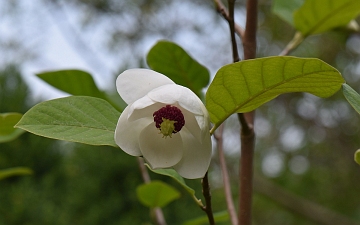 Magnolia Siebolda kwiat