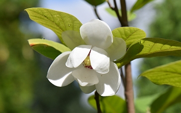 Magnolia Siebolda kwiat