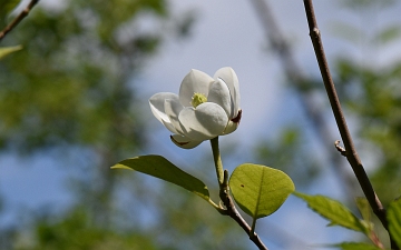 Magnolia Siebolda kwiat