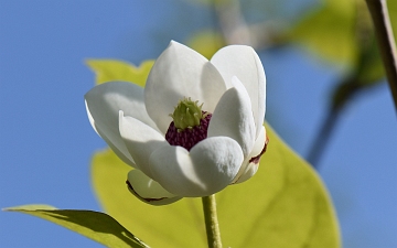 Magnolia Siebolda kwiat w zbliżeniu