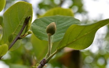 Magnolia Siebolda pąk kwiatowy