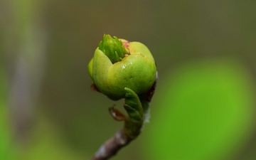 Magnolia Siebolda pąk kwiatowy